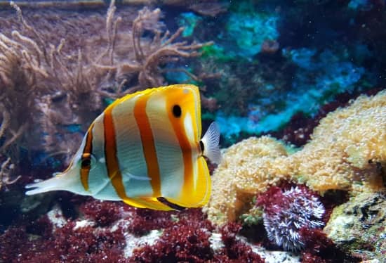 clearwater florida aquarium fish